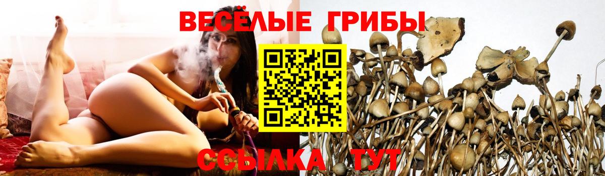 Псилоцибиновые грибы Cubensis  Псилоцибиновые грибы GOLDEN TEACHER  Вход с VPN  Биробиджан 